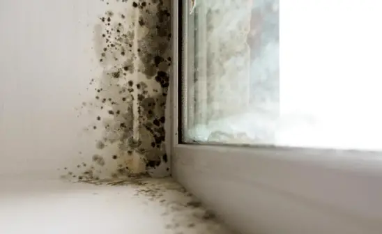 Do Air Quality Monitors Detect Mold?